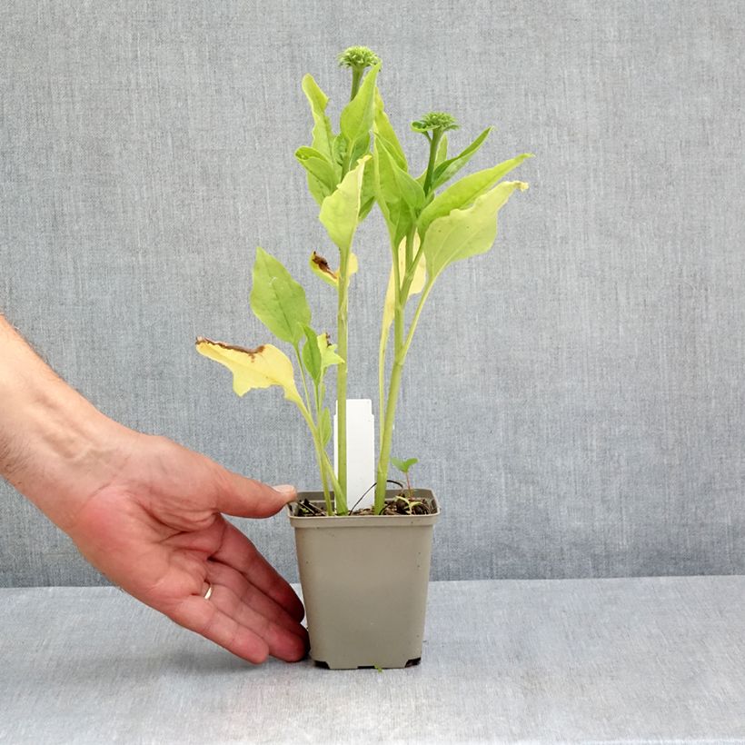 Spécimen de Echinacea Chiquita - Echinacée Godet de 8/9 cm tel que livré en été