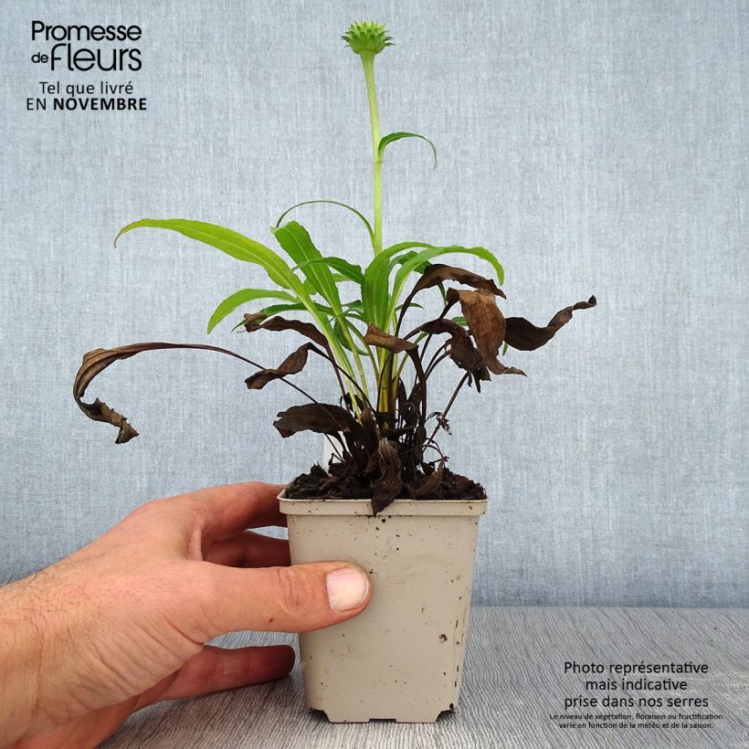 Spécimen de Echinacea Colourburst Orange - Echinacée Godet de 8/9 cm tel que livré en automne