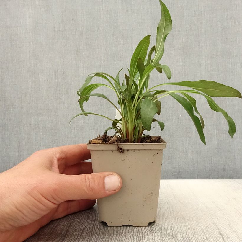 Spécimen de Echinacea Colourburst Orange - Echinacée Godet de 9cm tel que livré au printemps
