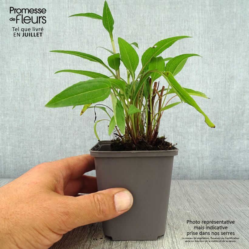 Spécimen de Echinacea Dark Shadows Wicked - Echinacée Godet de 8/9 cm tel que livré en été