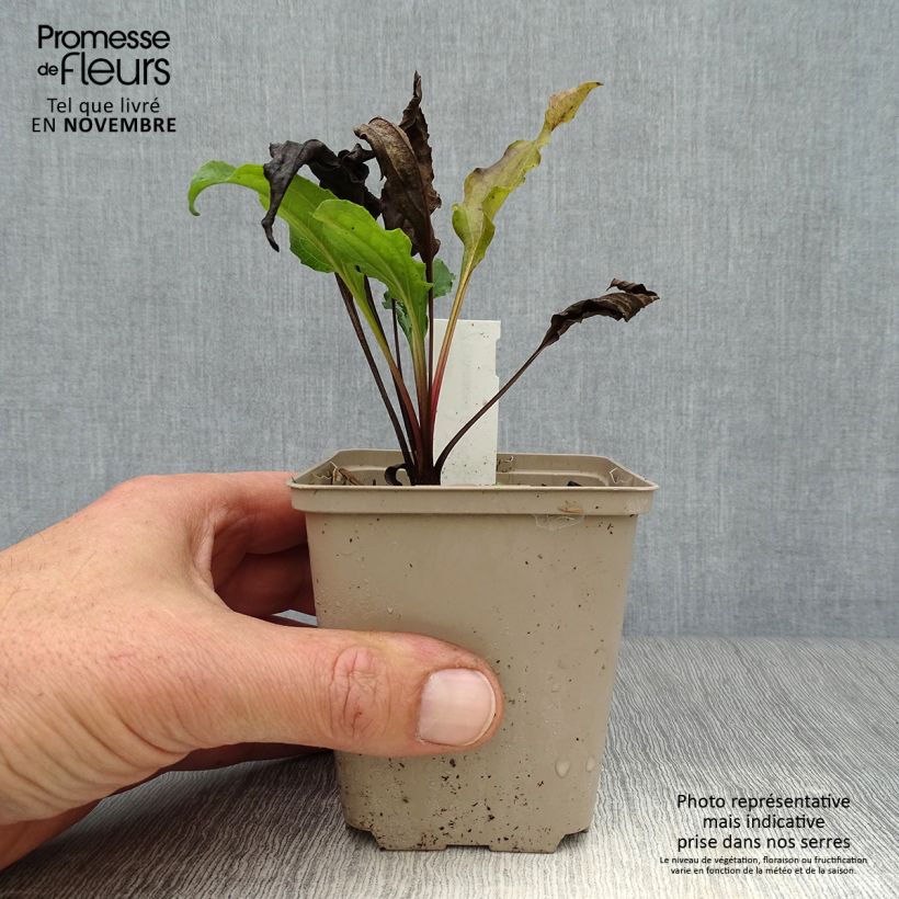 Spécimen de Echinacea Eccentric - Echinacée Godet de 8/9 cm tel que livré en automne
