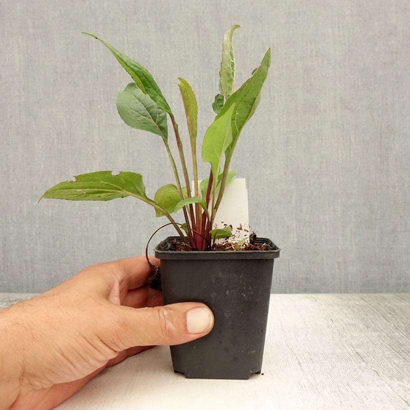Spécimen de Echinacea Fatal Attraction - Echinacée Godet de 8/9 cm tel que livré en été