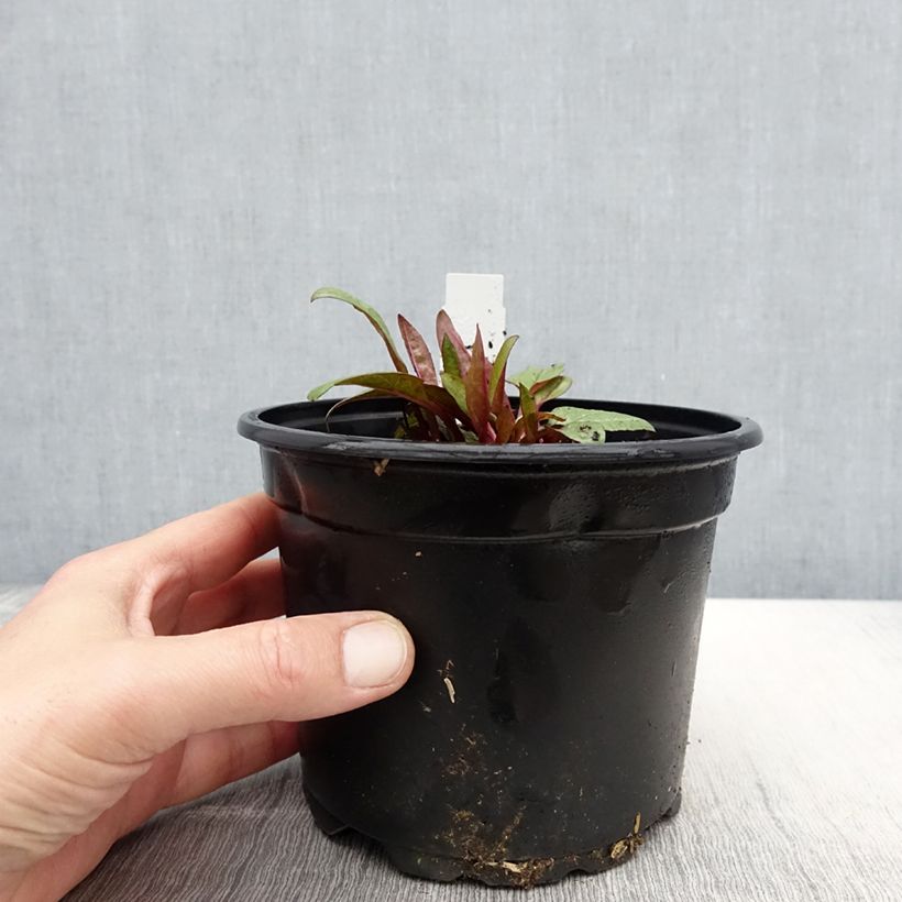 Spécimen de Echinacea Fatal Attraction - Echinacée Pot de 2/3 L tel que livré au printemps