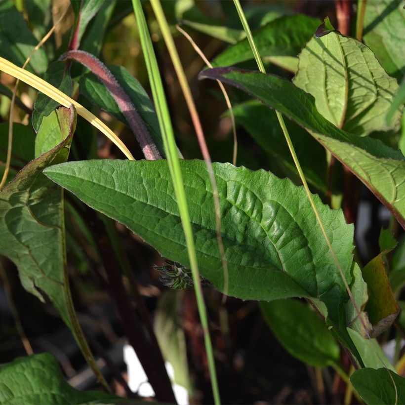 Echinacea Fatal Attraction - Echinacée (Feuillage)