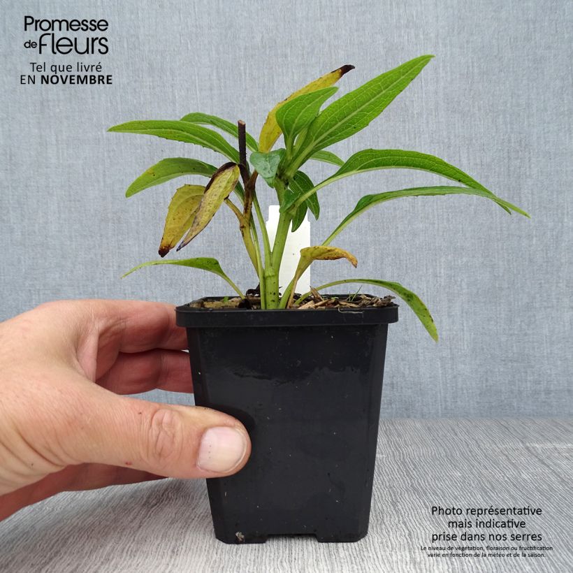 Spécimen de Echinacea Green Envy - Echinacée Godet de 8/9 cm tel que livré en automne