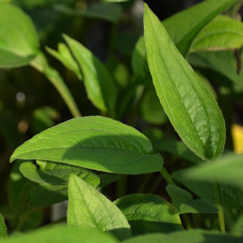 Echinacea Green Envy - Echinacée (Feuillage)