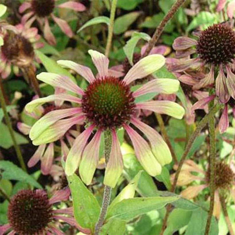 Echinacea Green Twister - Echinacée (Floraison)