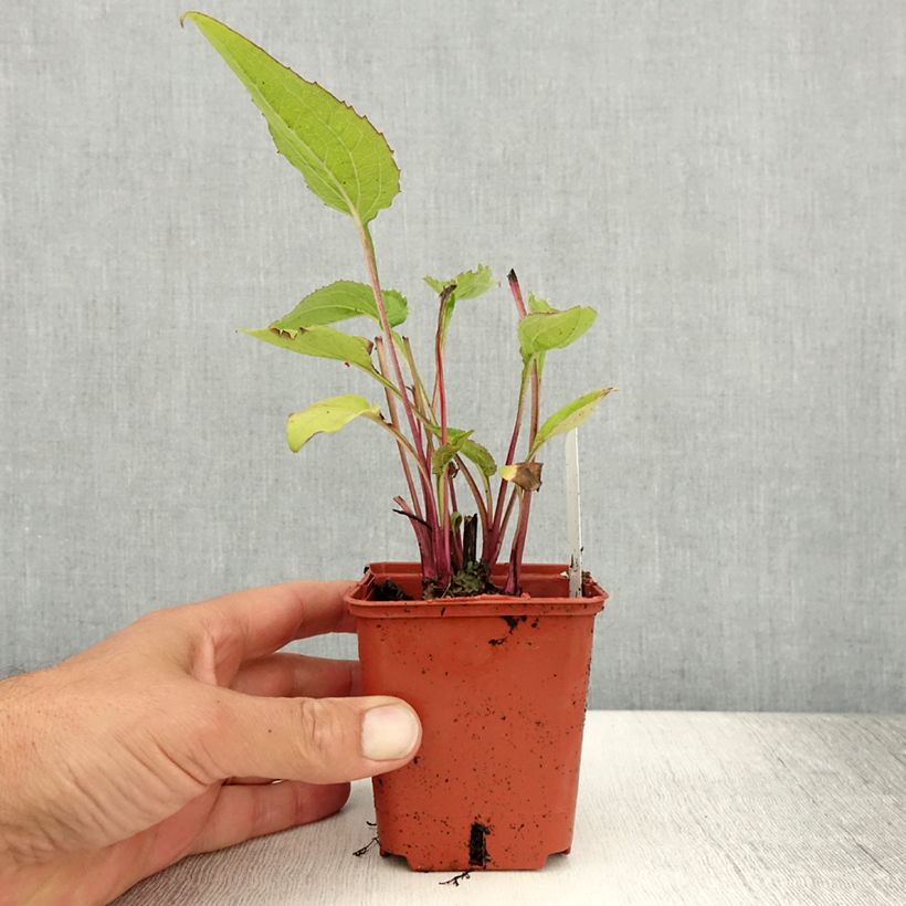 Spécimen de Echinacea Green Twister - Echinacée Godet de 8/9 cm tel que livré en été