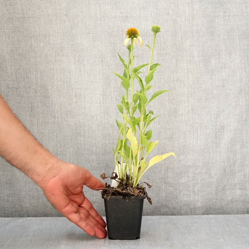 Spécimen de Echinacea Harvest Moon - Echinacée Godet de 8/9 cm tel que livré en été
