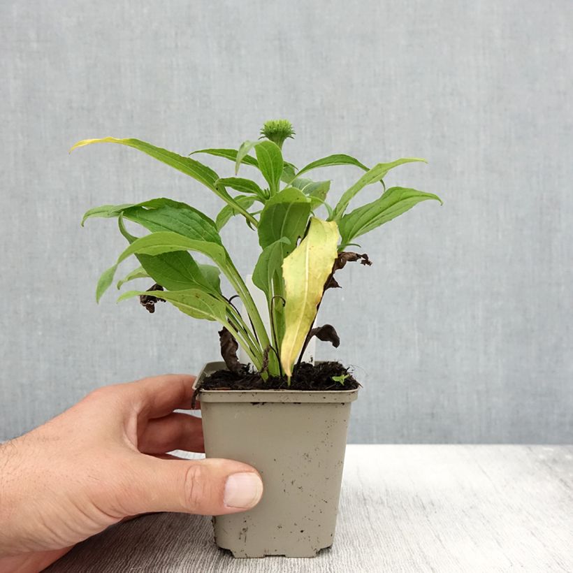 Spécimen de Echinacea Harvest Moon - Echinacée Godet de 8/9 cm tel que livré en automne