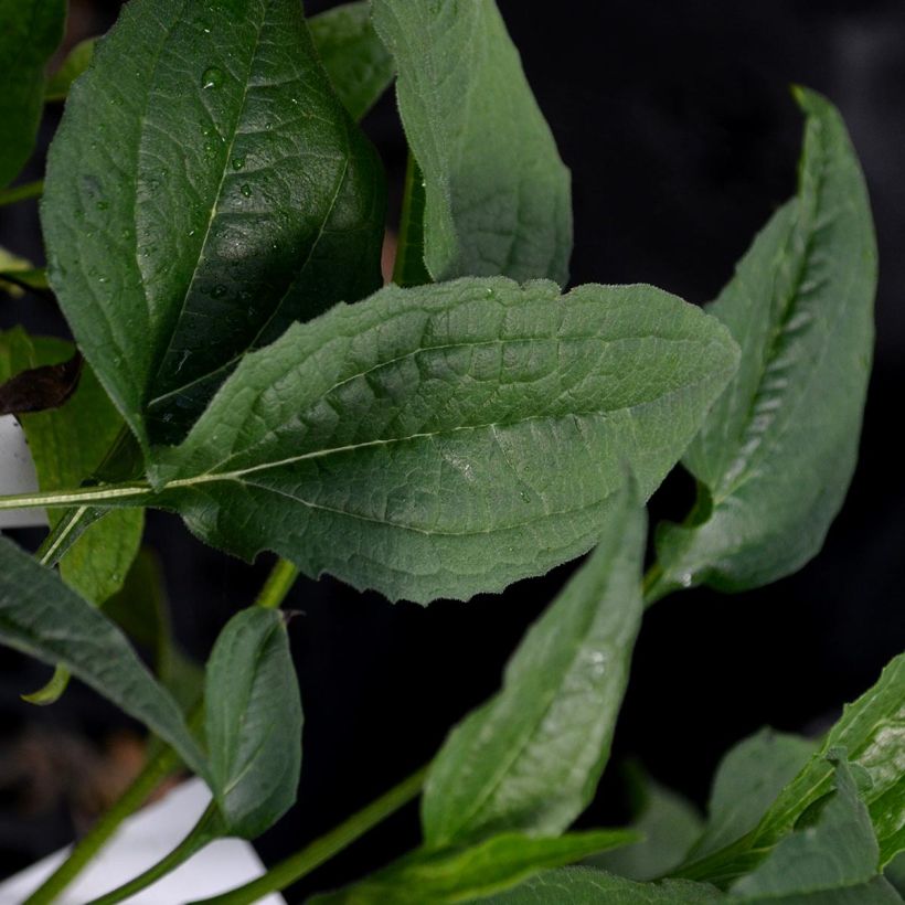 Echinacea Harvest Moon - Echinacée (Feuillage)