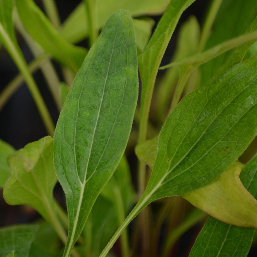 Echinacea Hot Papaya - Echinacée (Feuillage)