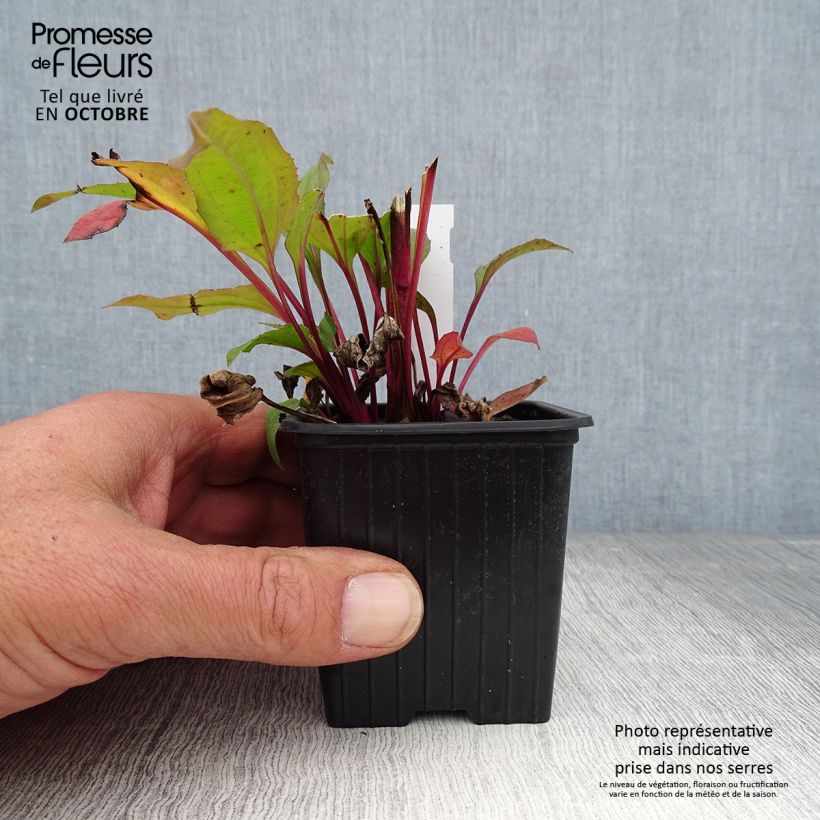 Spécimen de Echinacea Hot Summer - Echinacée tel que livré en automne