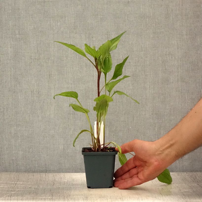 Spécimen de Echinacea Hot Summer - Echinacée Godet de 8/9 cm tel que livré en été