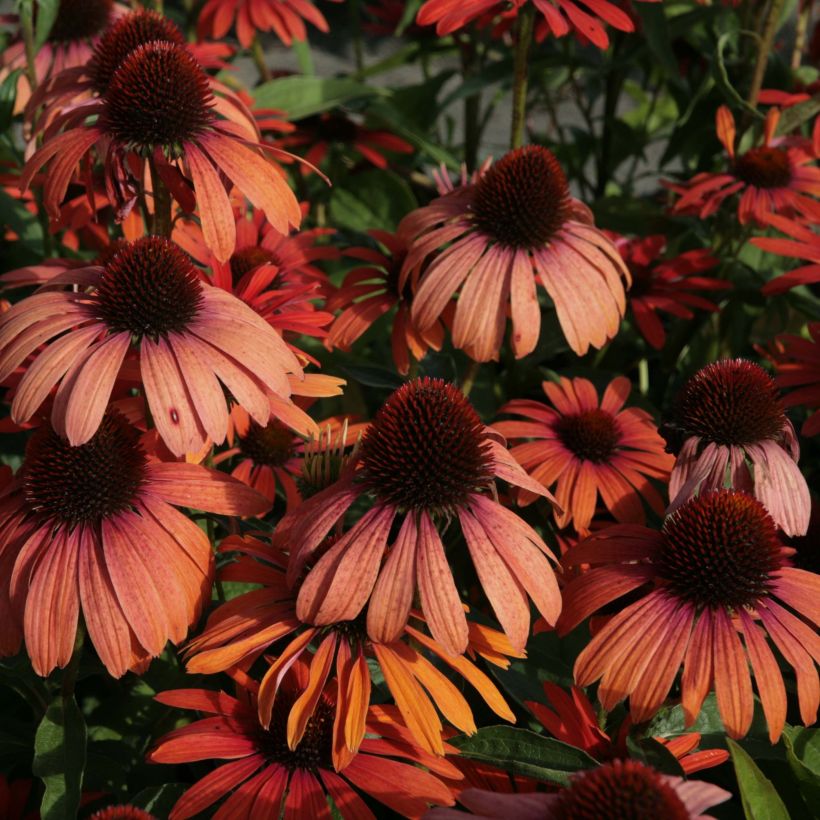 Echinacea Julia - Echinacée (Floraison)