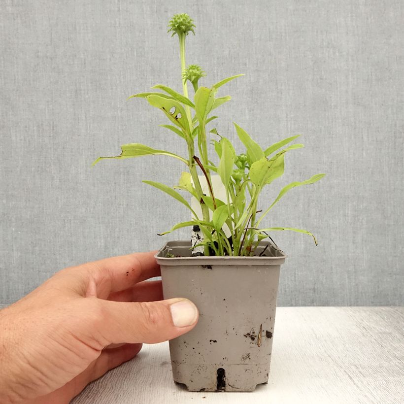 Spécimen de Echinacea Kismet blanc (White) - Echinacée Godet de 8/9 cm tel que livré en été