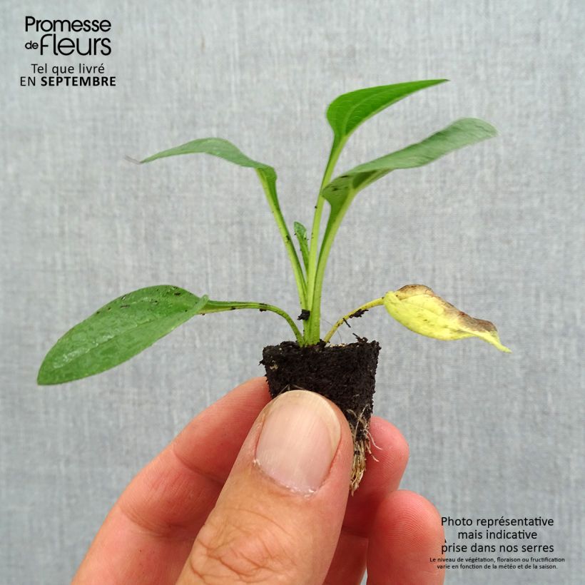Spécimen de Echinacea Lakota Yellow - Echinacée - Mini-motte Ø 3/4 cm tel que livré en automne