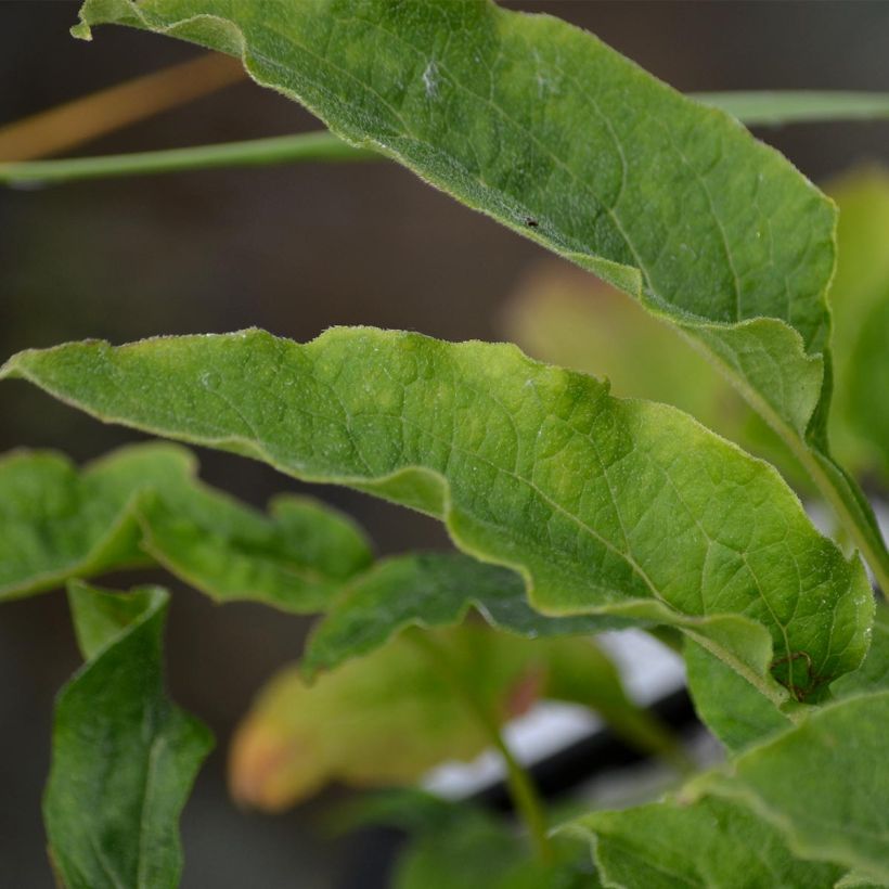 Echinacea Maxima - Echinacée (Feuillage)