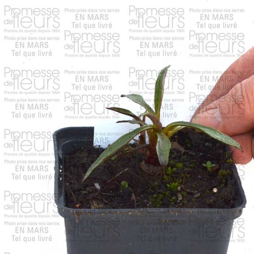 Exemple de spécimen de Echinacea purpurea Summer Salsa - Rudbeckia pourpre tel que livré