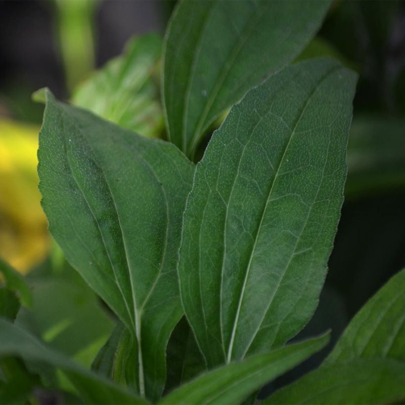 Echinacea Pacific Summer - Echinacée (Feuillage)