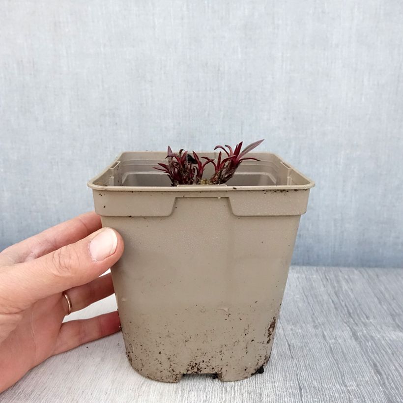 Spécimen de Echinacea pallida - Echinacée en pot de 2L/3L tel que livré au printemps