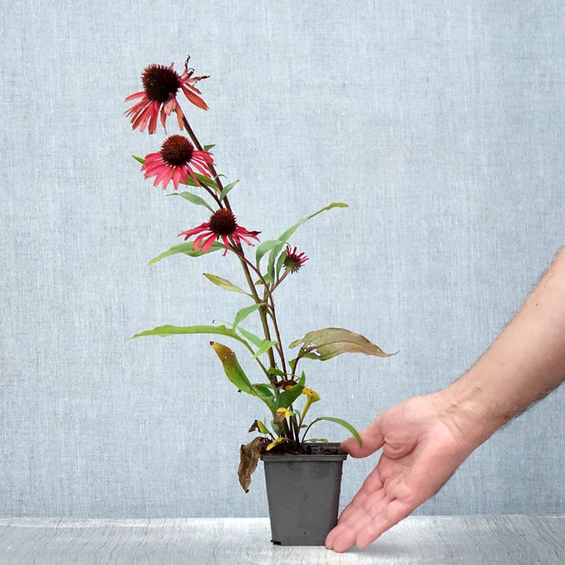 Spécimen de Echinacea Prima Ruby - Echinacée Godet de 8/9 cm tel que livré en été