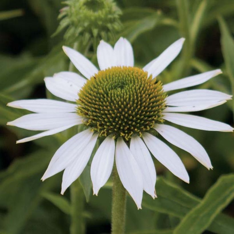 Echinacea Purity - Echinacée (Floraison)