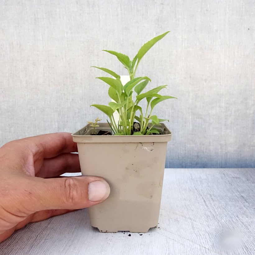 Spécimen de Echinacea Purity - Echinacée Godet de 8/9 cm tel que livré en été