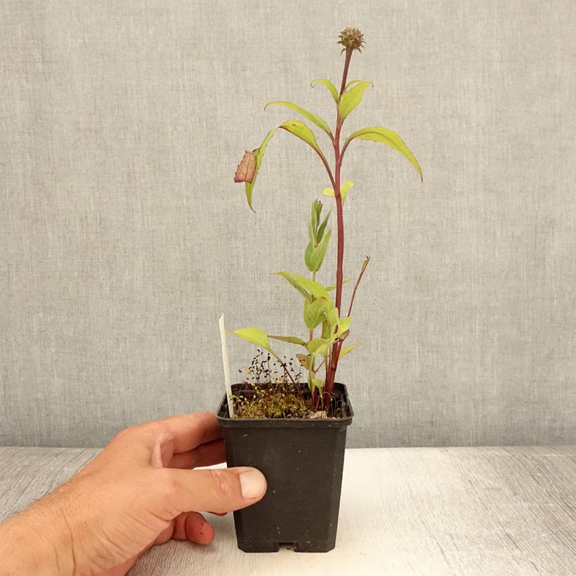Spécimen de Echinacea purpurea Augustkönigin - Echinacée Godet de 8/9 cm tel que livré en été