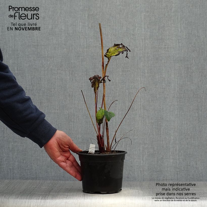 Spécimen de Echinacea purpurea - Echinacée pourpre tel que livré en automne