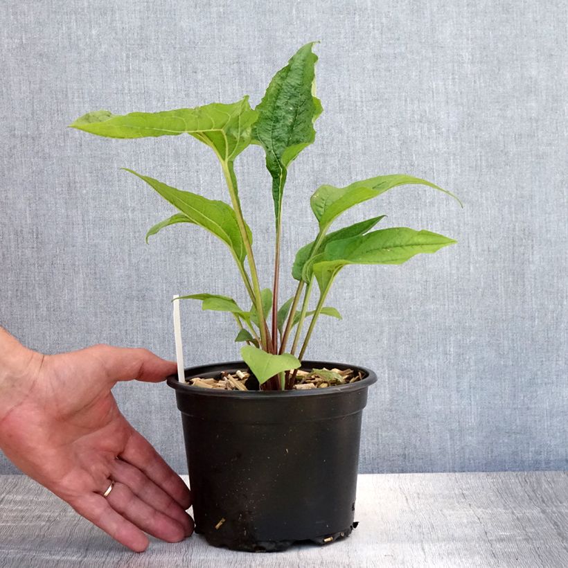 Spécimen de Echinacea purpurea - Echinacée pourpre Pot de 2L/3L tel que livré en été