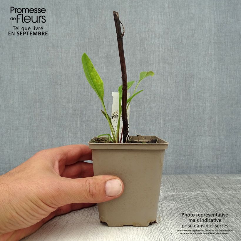 Spécimen de Echinacea purpurea Funky Yellow - Echinacée Godet de 8/9 cm tel que livré en été