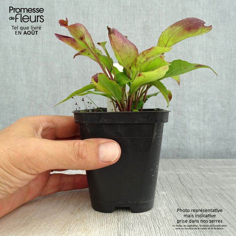 Spécimen de Echinacea purpurea Leuchtstern - Echinacée Godet de 8/9 cm tel que livré en été