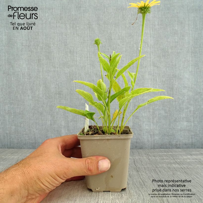 Spécimen de Echinacea purpurea Mac 'n' Cheese - Echinacée Godet de 8/9 cm tel que livré en été