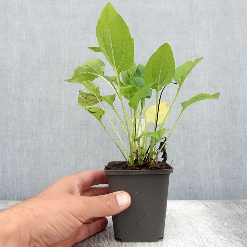 Spécimen de Echinacea purpurea Milkshake - Echinacée Godet de 8/9 cm tel que livré en été