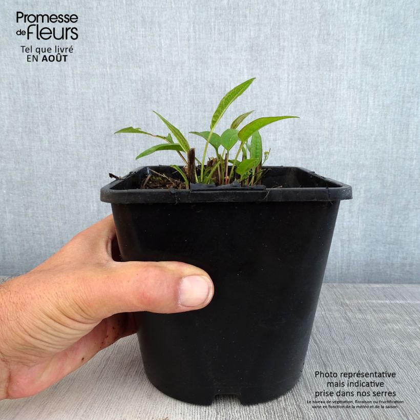 Spécimen de Echinacea purpurea Pica Bella - Echinacée Pot de 2L/3L tel que livré en été