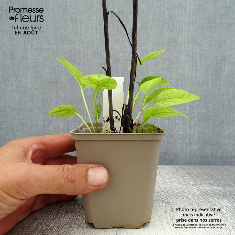 Spécimen de Echinacea purpurea Razzmatazz - Echinacée Godet de 8/9 cm tel que livré en été