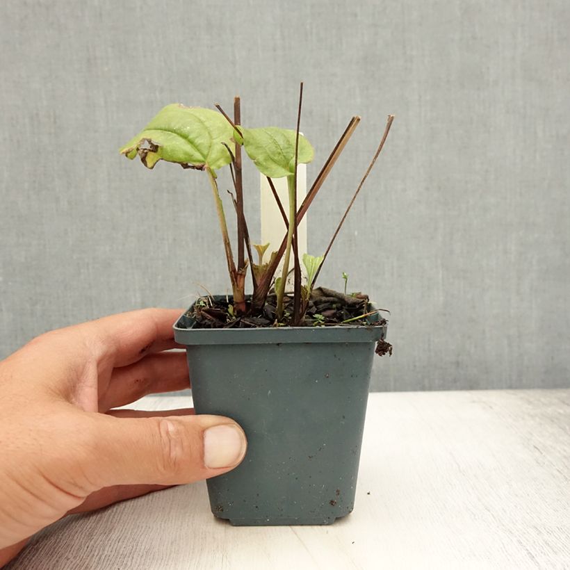 Spécimen de Echinacea purpurea Summer Cocktail Godet de 8/9 cm tel que livré en été