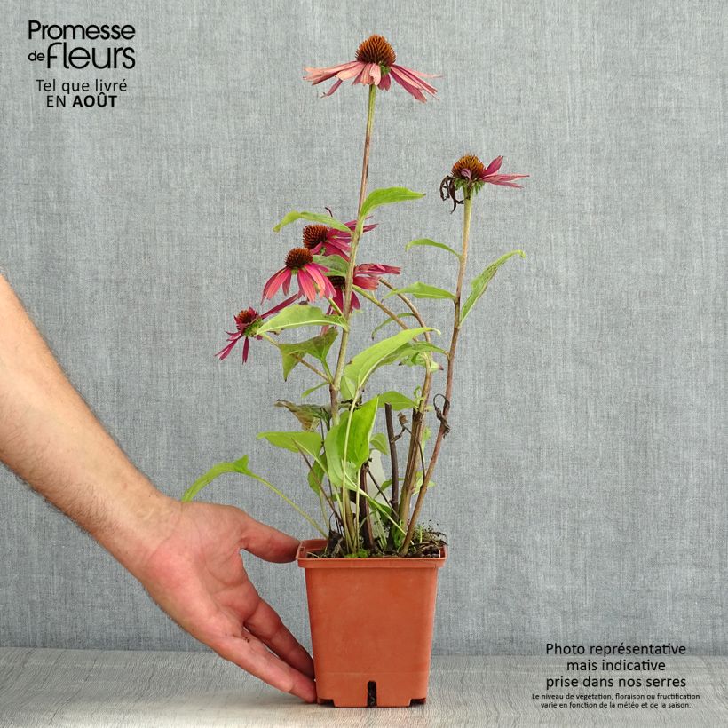 Spécimen de Echinacea purpurea Summer Cocktail Pot de 1L/1,5L tel que livré en été
