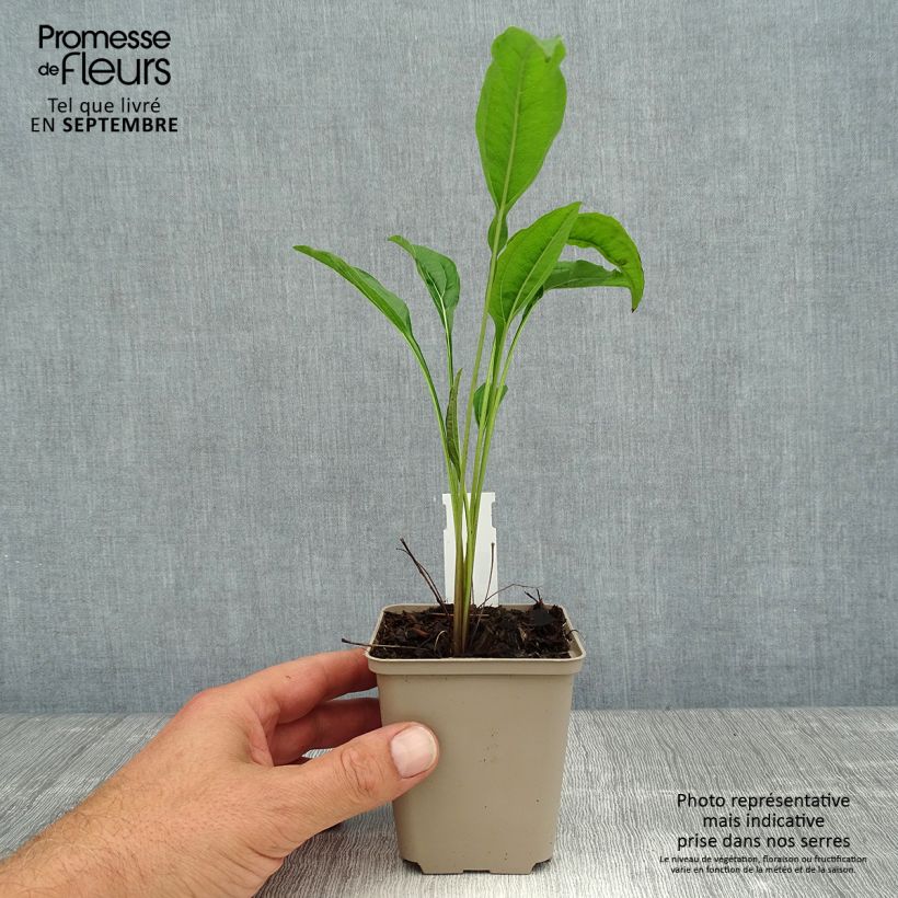 Spécimen de Echinacea purpurea Sundown - Rudbeckia pourpre Godet de 8/9 cm tel que livré en été