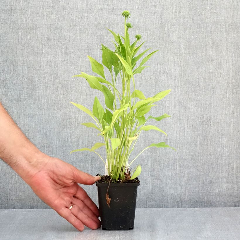 Spécimen de Echinacea purpurea Sunrise - Rudbeckia pourpre Godet de 8/9 cm tel que livré en été
