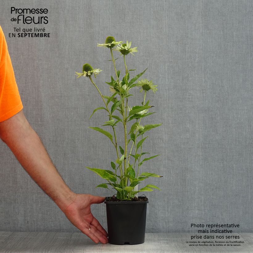Spécimen de Echinacea purpurea Virgin - Echinacée Pot de 2L/3L tel que livré en été