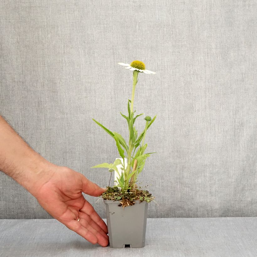 Spécimen de Echinacea purpurea White Meditation Godet de 8/9 cm tel que livré en été