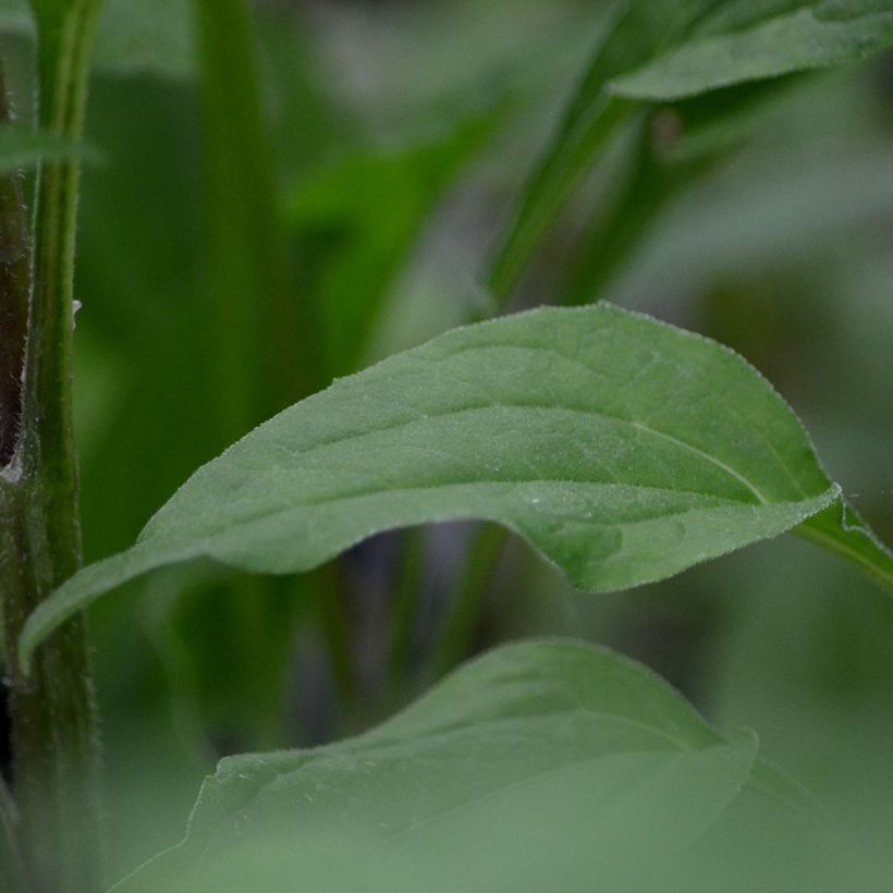 Echinacea Secret Romance - Echinacée (Feuillage)