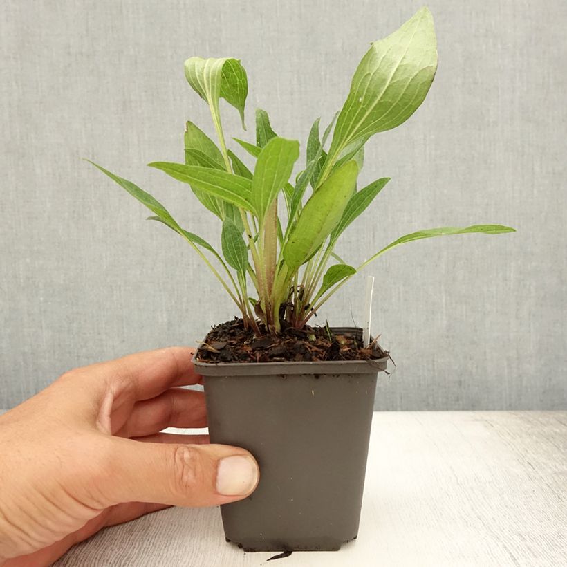 Spécimen de Echinacea Southern Belle - Echinacée Godet de 8/9 cm tel que livré en été