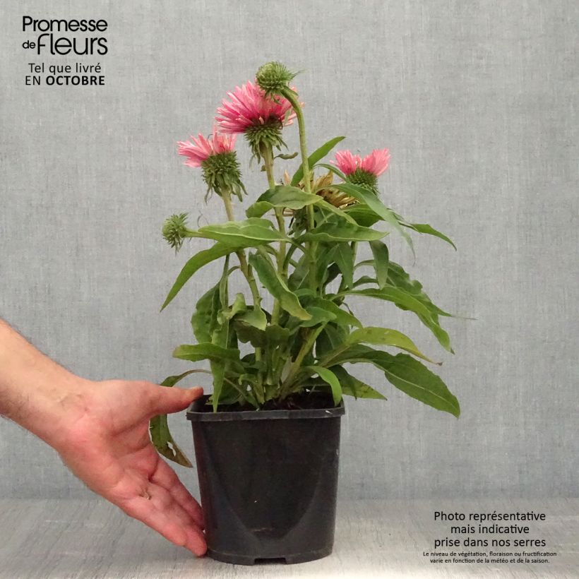 Spécimen de Echinacea SunSeekers Salmon - Echinacée Pot de 2L/3L tel que livré en automne