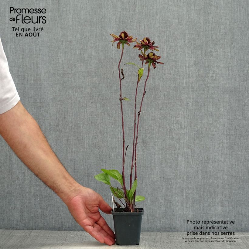 Spécimen de Echinacea Sweet Sandia - Echinacée Godet de 8/9 cm tel que livré en été