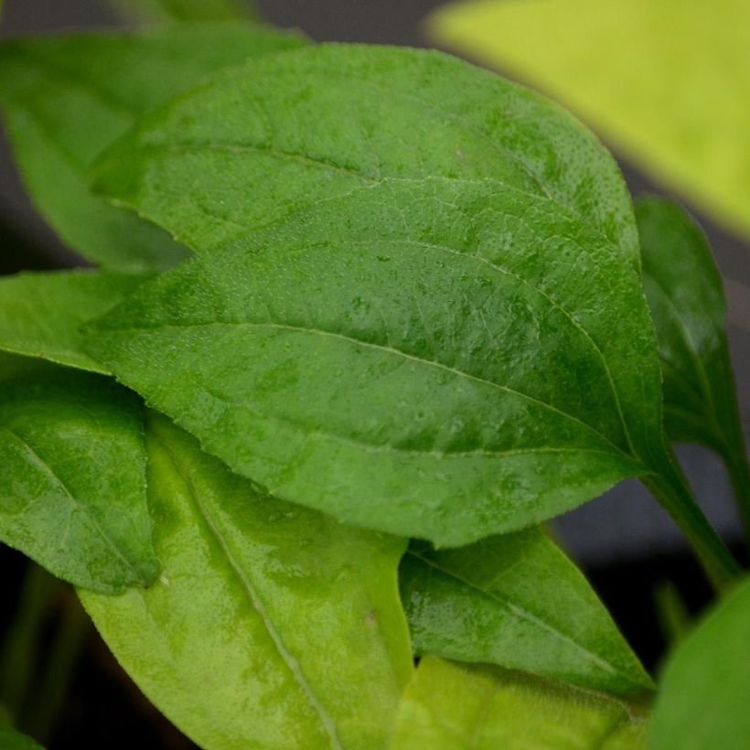 Echinacea Tweety - Echinacée (Feuillage)