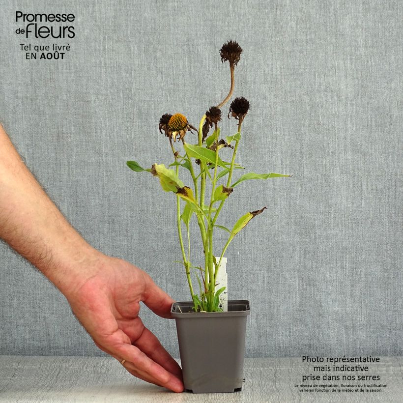 Spécimen de Echinacea Tweety - Echinacée Godet de 8/9 cm tel que livré en été