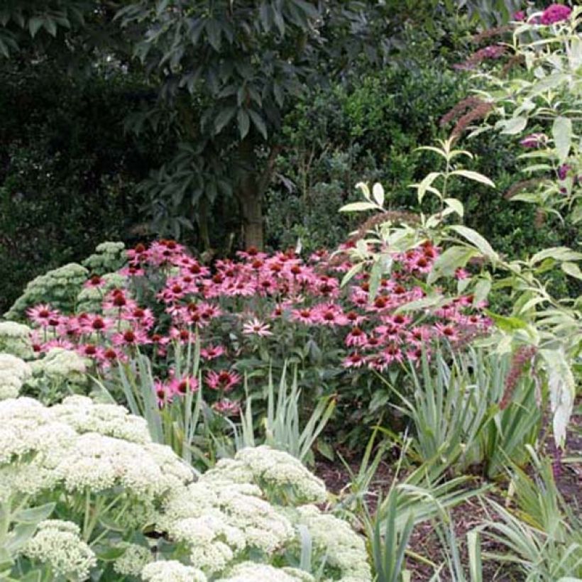 Echinacea Maxima - Echinacée (Port)